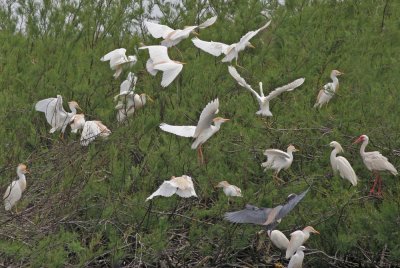 Cattle Egrets and friends