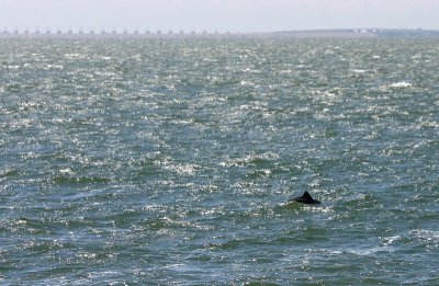 Harbour Porpoise