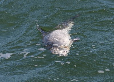 Dead juvenile Harbour Porpoise
