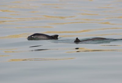 Harbour Porpoise / Bruinvis - mother and calf II