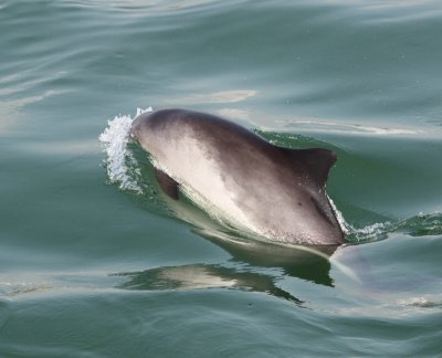 Harbour Porpoise / Bruinvis right next to the boat - Zierikzee IV