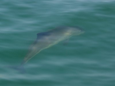 Harbour Porpoise / Bruinvis next to the boat - Zierikzee II