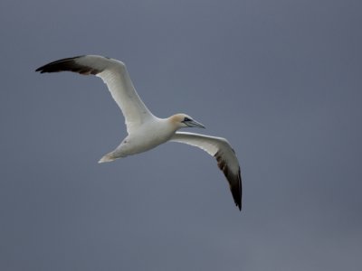 Gannet