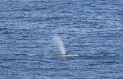 Fin Whale 01