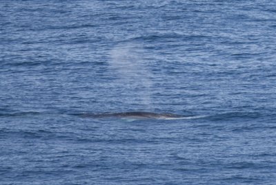 Fin Whale 02