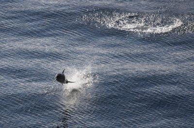 Common Dolphin
