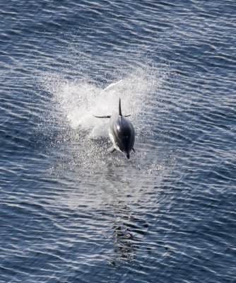 Comon Dolphin