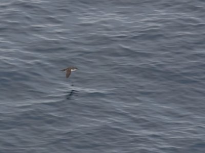Manx Shearwater