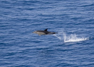 Common Dolphin