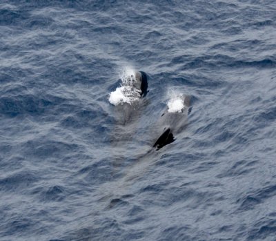 Pilot Whales