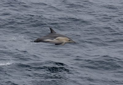 Common Dolphin