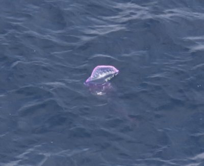 Portuguese Man-o-War