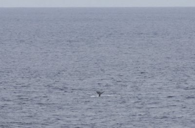 Sperm Whale