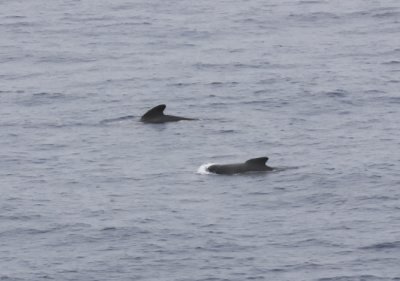 Pilot Whales