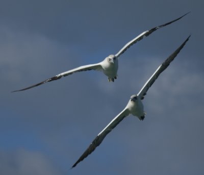 Gannets