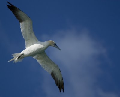 Gannet