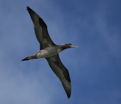 Juvenile Gannet