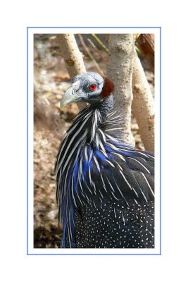 Guinea fowl