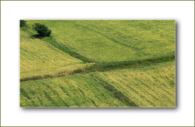 wheat farm