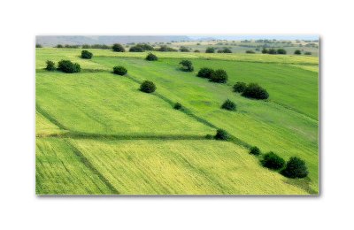 Wheat farm