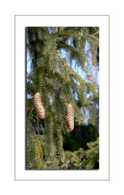 fir cones