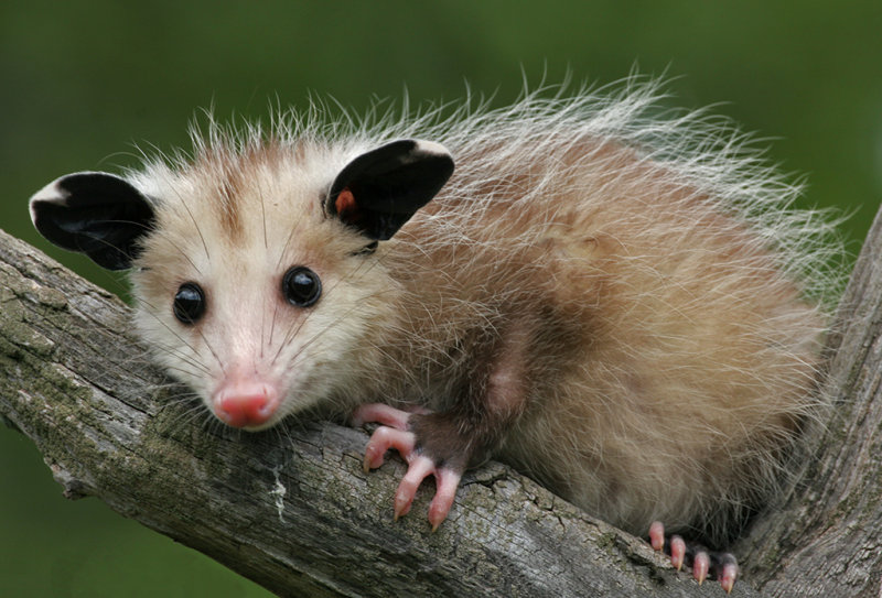 Opossum Baby in Tree Fork