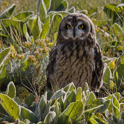 Short Eared Owl in Mullien