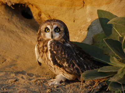Short Eared Owl at Sunset