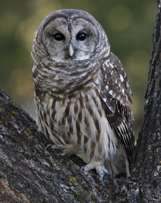 Barred Owl in Tree Fork