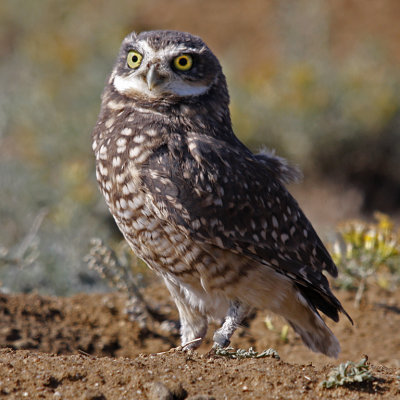 Burrowing Owl by Praire Dog Hole