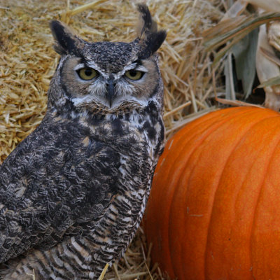 Great Horned Owl and Pumpkin