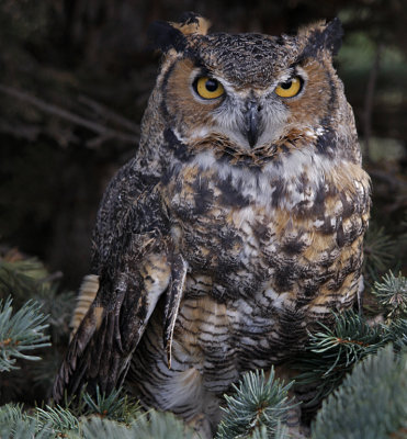 Great Horned Owl in Spruce