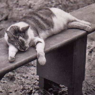 Taboo family cat  1947-61