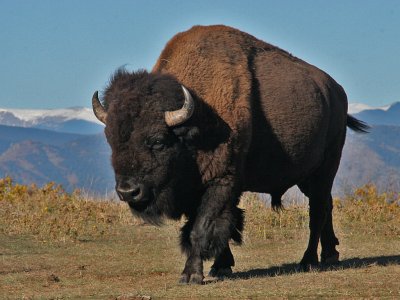 Colorado Bison