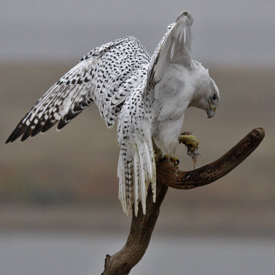 Gyrfalcon with Prey