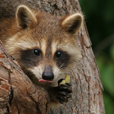 Racoon Baby Finishing Apple