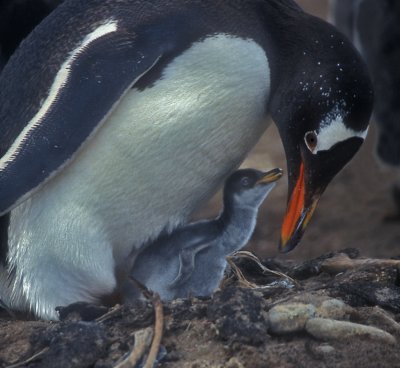 Gentoo Tiny Chick Protection