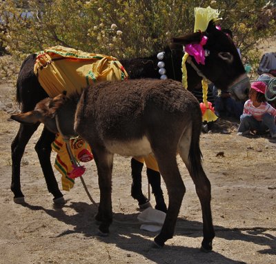 Young Burro Nursing