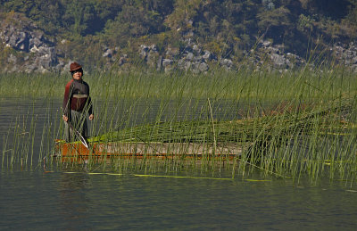 Harvesting Lake Grass