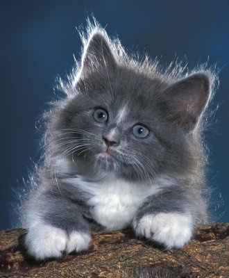 Fluffy Gray Kitten