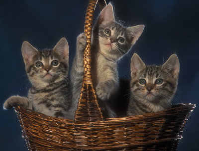 Three in a Basket