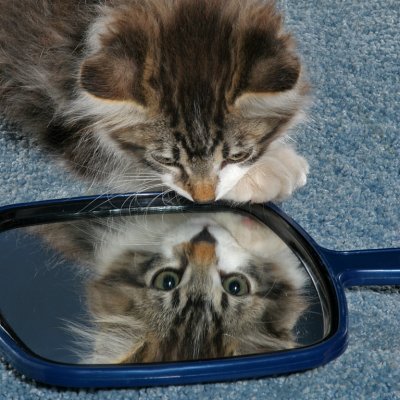 Kitten Thru the Looking Glass