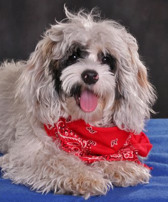 Maggie Red Bandana