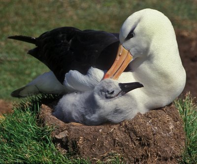 Albatross Preening Chick