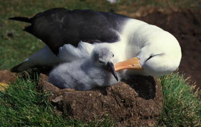 Attentive Albatross