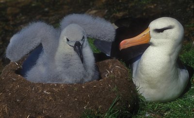 Albatross Chick Wing Flap