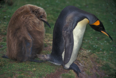 King Chick Following Mom