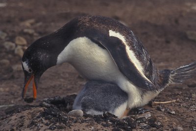 Gentoo Arranging Nest