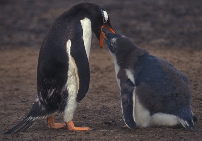 Gentoo Chick Seeking Fish