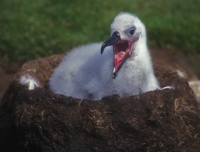 Albatross Chick Call